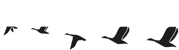 Illustration of geese flying in a line
